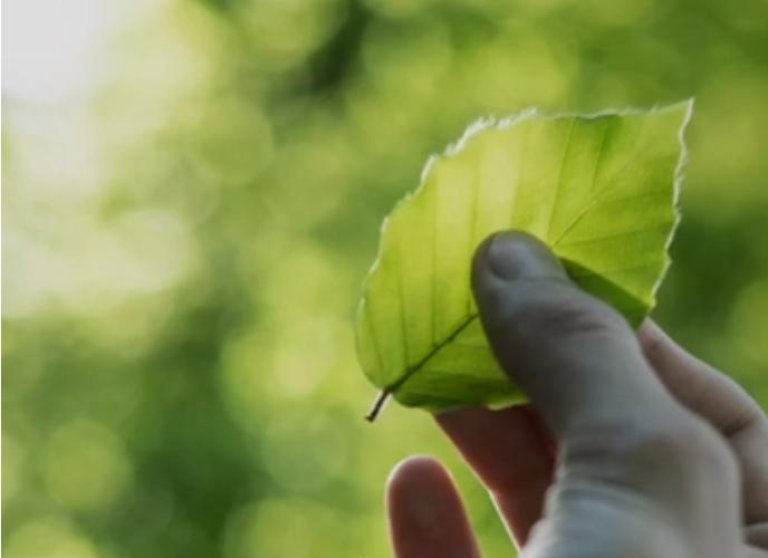 Hand holding a leaf